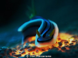 Nudi on Hot lava by Ivan Manzanares 